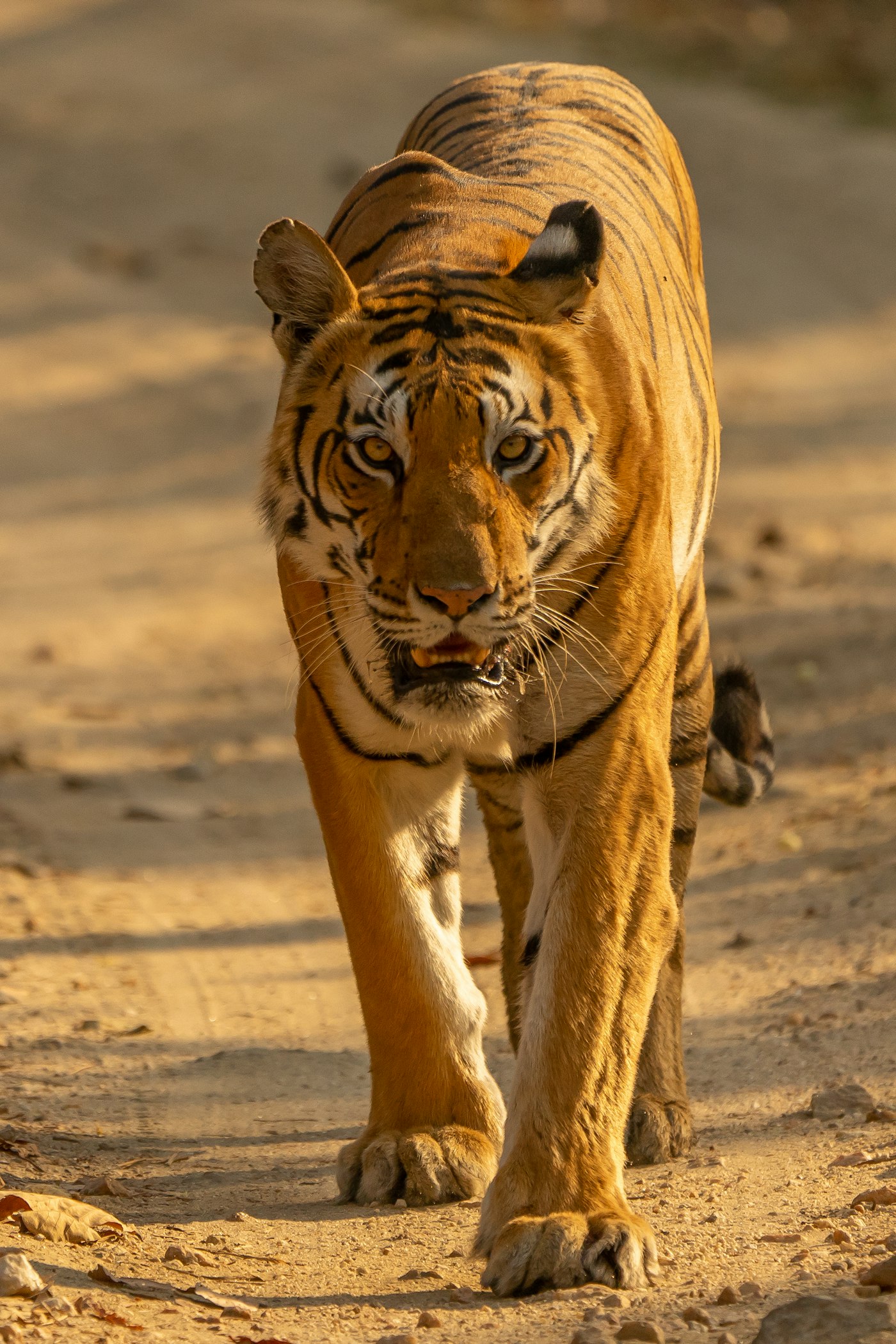 Pench